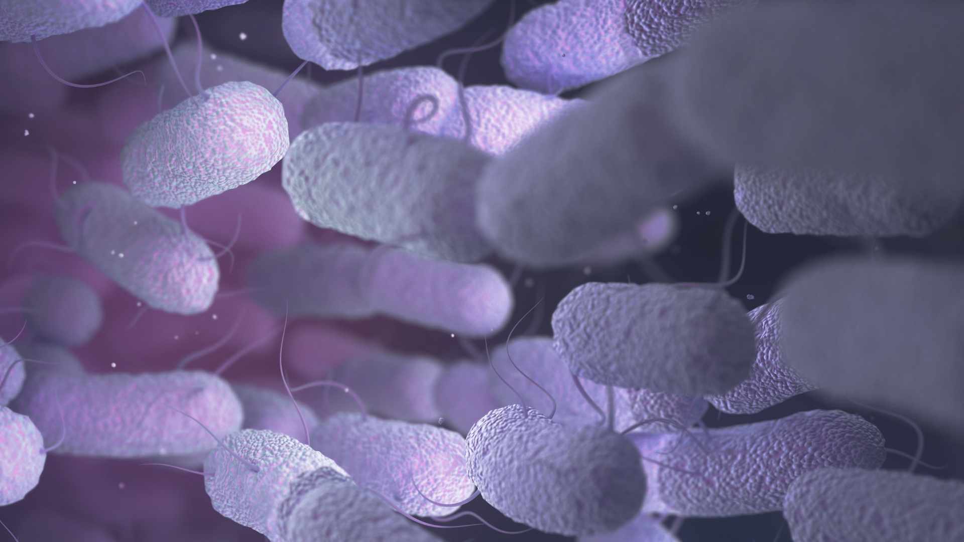 Bacterias enterococos de los probioticos